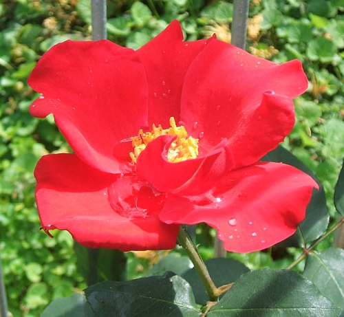 Rosa Altissimo.jpg