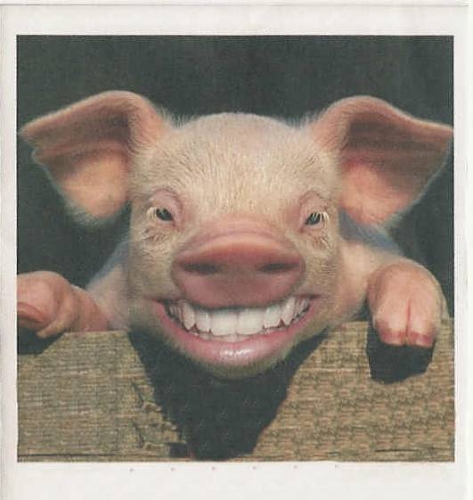 happy piggy.jpg