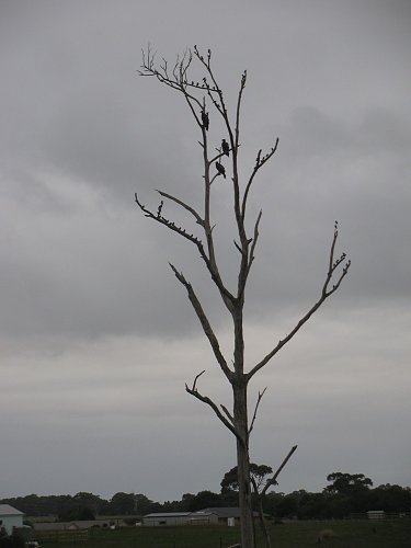 Click image for larger version

Name:	WedgeTail Eagles 010a.JPG
Views:	16
Size:	110.3 KB
ID:	64744