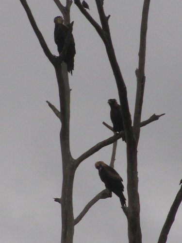 Click image for larger version

Name:	WedgeTail Eagles 007a.jpg
Views:	13
Size:	44.3 KB
ID:	64745