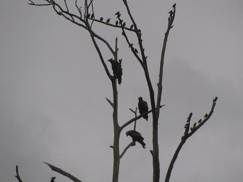 Click image for larger version

Name:	WedgeTail Eagles 012a.jpg
Views:	13
Size:	32.9 KB
ID:	64746