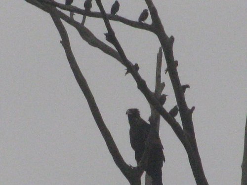 Click image for larger version

Name:	WedgeTail Eagles 004a.jpg
Views:	11
Size:	50.0 KB
ID:	64747
