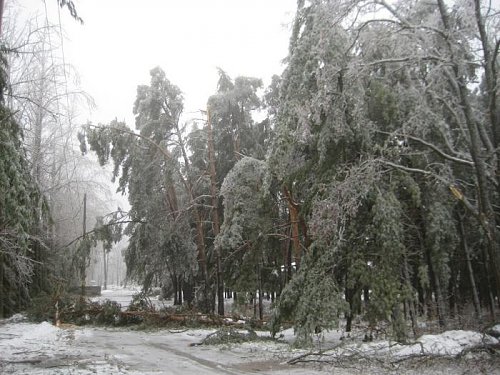 chain saw driveway.jpg