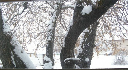 snowtree1.jpg