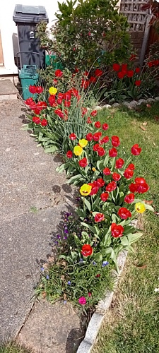 tulips in front garden apr 12 2022.jpg